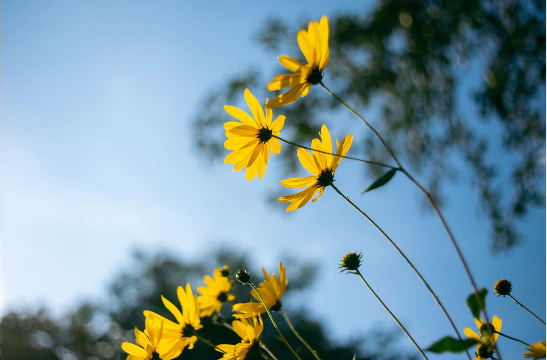 Anti-Allergy & Hayfever Heroes