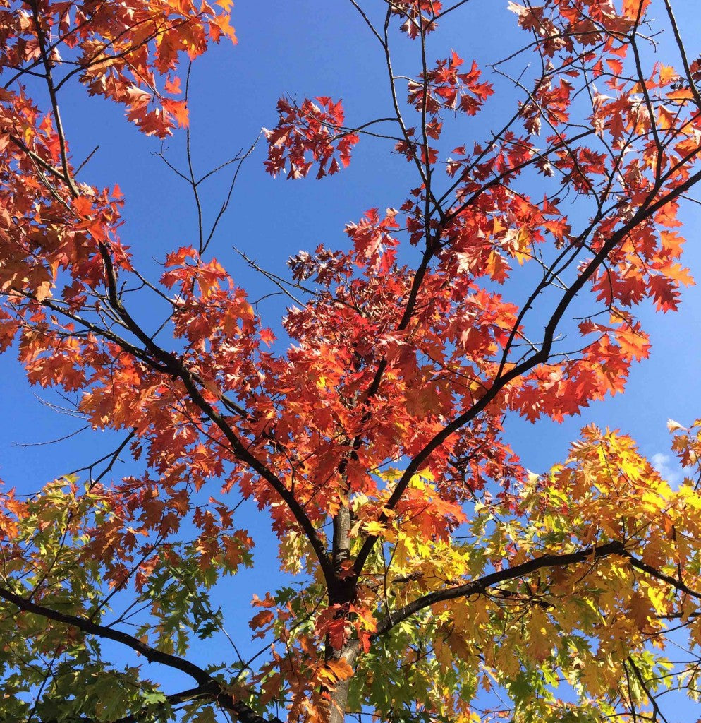 Low autumn tree